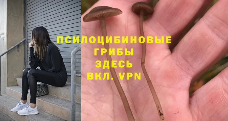 Псилоцибиновые грибы MAGIC MUSHROOMS  что такое   Уссурийск 